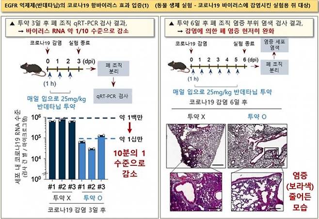 EGFR 억제제(반데타닙)의 코로나19 항바이러스 동물실험 결과. 한국화학연구원