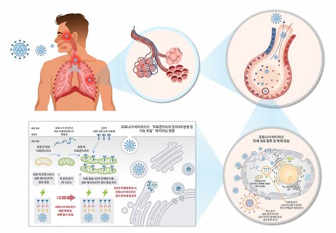 코로나19 바이러스 인체 침투 복제 원리와 신속 대량 증식 원리를 표현한 모식도 /사진=한국화학연구원