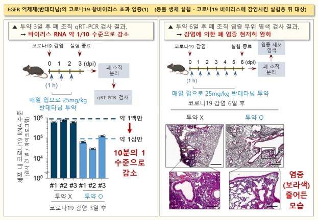 반데타닙의 코로나19 치료 효과 확인 [한국화학연구원 제공. 재판매 및 DB 금지]