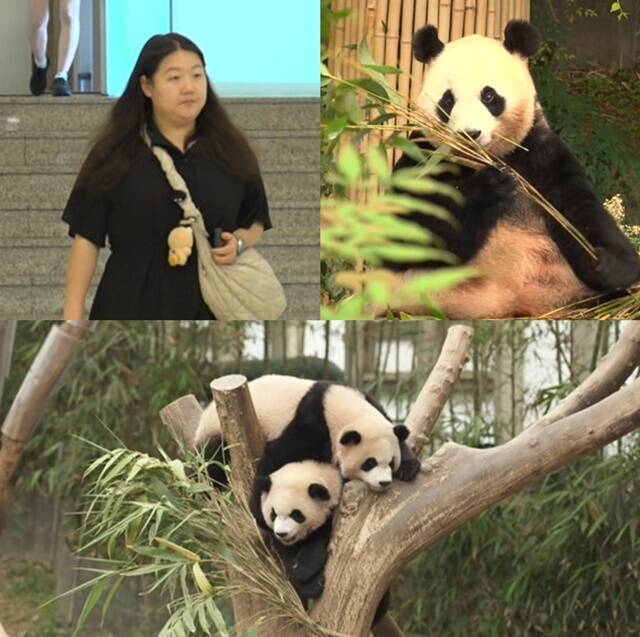 푸바오의 매니저로 알려진 오승희 사육사가 6일 방송되는 MBC 예능프로그램 '전지적 참견 시점'에 쌍둥이 루이바오 후이바오와 함께 출연한다. /MBC