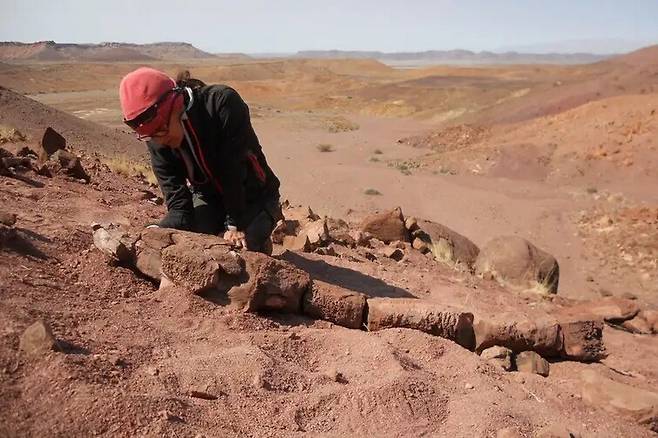 연구진은 2014~2015년 남아프리카 나미비아의 북서부 나미브 사막을 탐사하던 중 ‘가이아시아 제니애’의 화석을 발견했다. 로저 스미스/부에노스아이레스대 제공