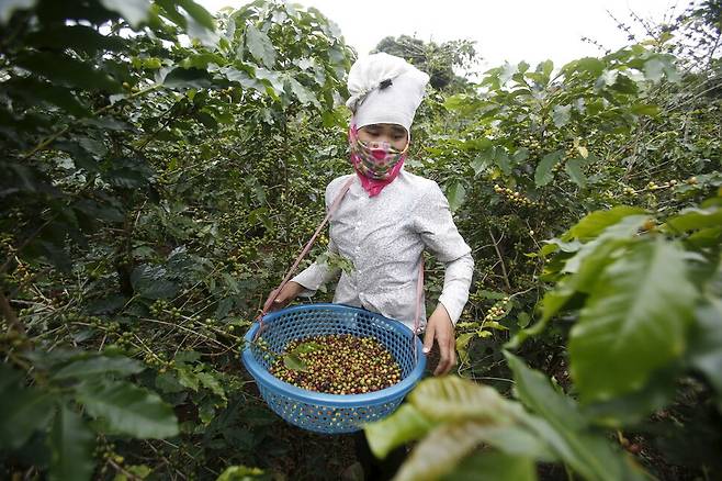 베트남 커피는 150여 년의 역사 속에서 꾸준히 성장해 경제의 기둥이자 문화적 명물로 자리잡았다. 베트남 북서부의 손라 성에서 커피를 수확하고 있다. REUTERS