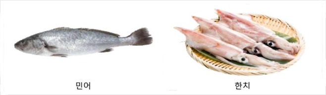 사진 왼쪽부터 민어, 한치 / 사진 = 해양수산부
