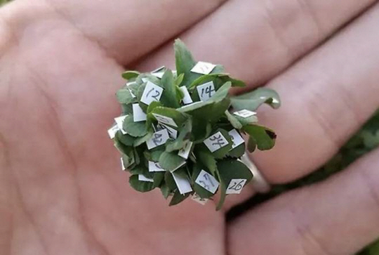 일본에서 재배된 ‘63잎 클로버’. 기네스 월드 레코드 캡처
