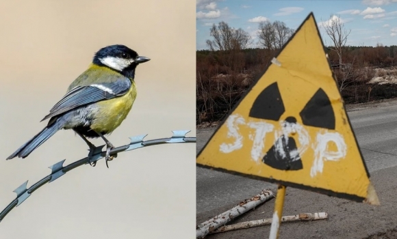 체르노빌 원자력 발전소 주위에 사는 새들의 배설물을 분석한 결과 장내 미생물의 유의미한 차이가 드러났다.