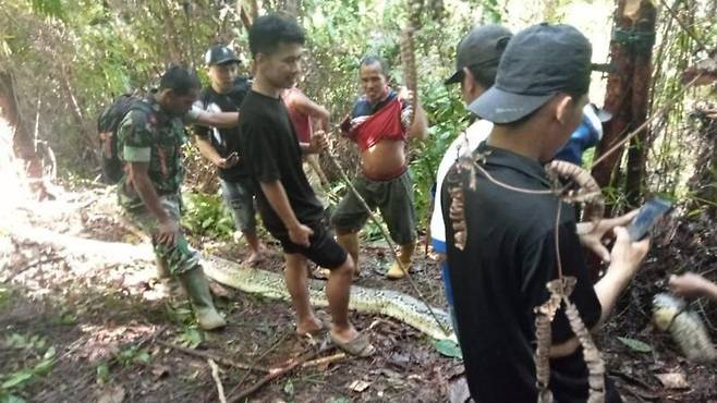 그 비단뱀은 결국 숲에서 포획되었다