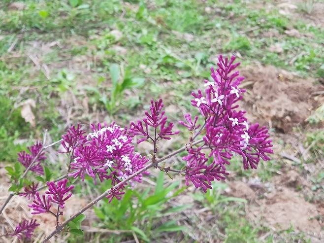 3년 전 심은 미스김라일락이 꽃을 피웠다. 누가 보든 말든 때가 되면 피고, 맡든 말든 향기롭다.