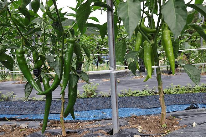 짙은 녹색 고추(오른쪽)와 연두색 고추 [촬영 나보배]