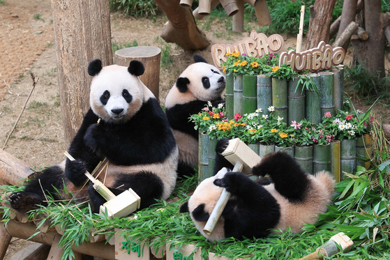 The twin pandas and their mother Ai Bao during the birthday party on July 7 [SAMSUNG C&T]