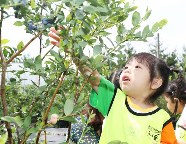 대전 유성구 ‘세동 밀쌈마을’에선 우리밀을 이용한 요리 만들기 뿐만 아니라 계절별로 다양한 농산물 수확 체험도 할 수 있다. 세동 밀쌈마을