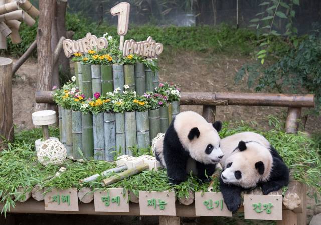 쌍둥이 아기 판다 루이바오와 후이바오가 7일 경기도 용인 에버랜드에서 돌잔치를 하고 있다. 사진 제공=에버랜드