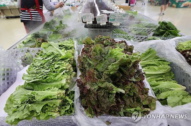 상추 [연합뉴스 자료사진]