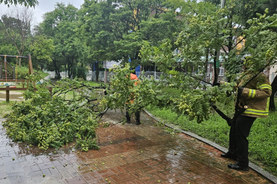 8일 오전 소방당국이 중구 산성동에서 쓰러진 나무를 수습하고 있다.