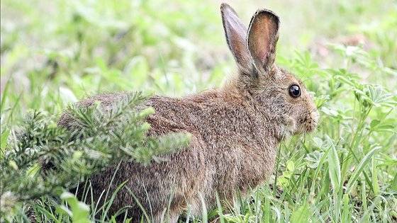눈덧신토끼. 사진 위키피디아