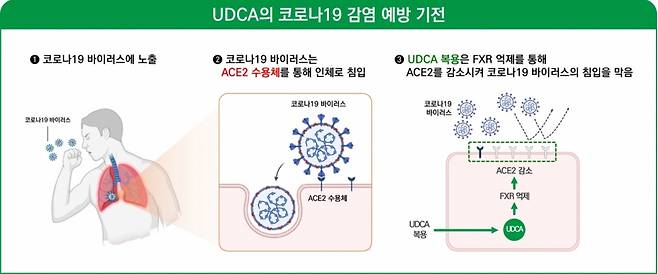 UDCA의 COVID19 예방/ 사진= 김종승 교수 연구팀