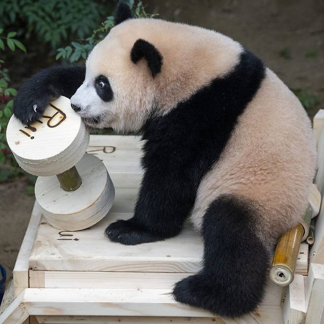 아령 잡은 루이