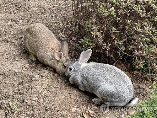 토끼 [연합뉴스 자료사진]