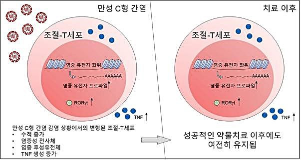 [대전=뉴시스] IBS가 공동연구를 통해 만성 C형 간염 환자의 항바이러스제 약물치료 이후에도 조절 T세포에 염증성 흔적이 남는다는 사실을 확인했다.(사진=IBS 제공) *재판매 및 DB 금지