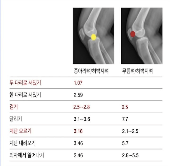 image.png [정보] 무릎 건강에 좋은 운동, 나쁜 운동