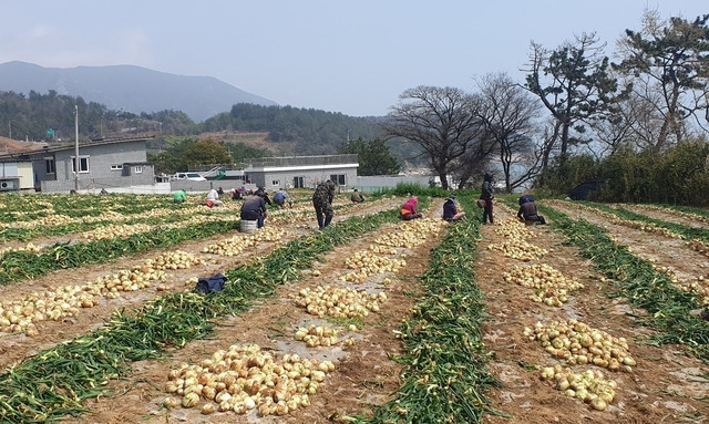 양파 농작업 현장. 전남도 제공