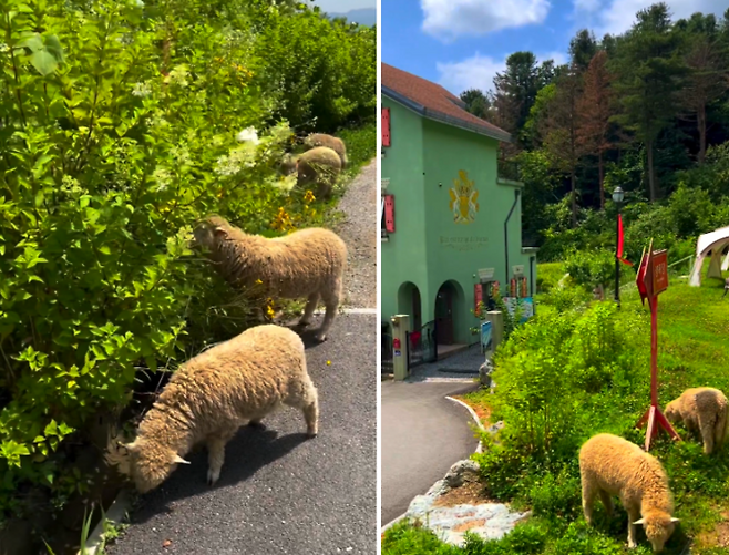 가평 에델바이스 스위스 테마파크를 돌아다니는 새끼 양들 / 사진=가평 에델바이스 스위스 테마파크 공식 홈페이지