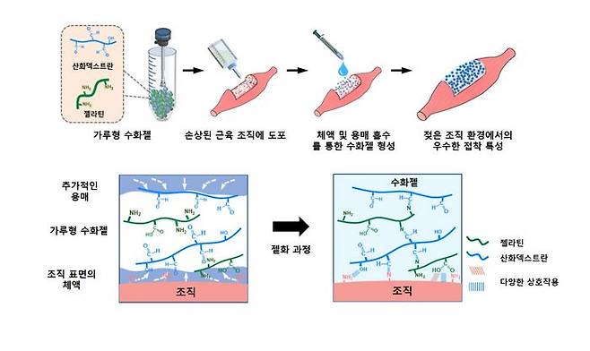 젖은 환경에서 부착성을 유지하는 분말형 수화젤 모식도. ⓒ광주과학기술원