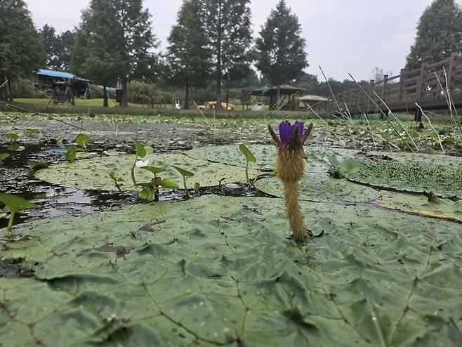 [창녕=뉴시스] 10일 경남 창녕군 우포늪생태체험장에 멸종위기 수생식물(2급)인 가시연꽃이 개화를 시작하며 탐방객들에게 볼거리를 제공하고 있다. (사진=창녕군시설관리공단 제공) 2024.07.11. photo@newsis.com *재판매 및 DB 금지