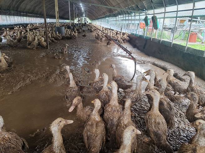 [논산=뉴시스] 논산시 부적면의 한 오리농장이 침수돼 입식 오리 수만 마리가 흙탕물을 뒤집어 썼다. (사진=논산시 제공) 2024.07.11. photo@newsis.com *재판매 및 DB 금지