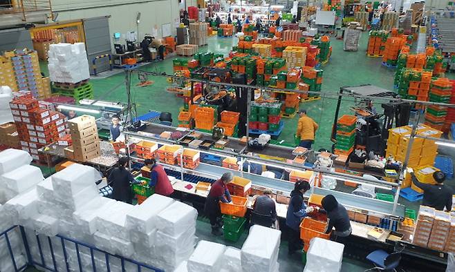 충북 도시농부들이 지난 겨울 제주 감귤유통센터에서 감귤 선별과 세척, 포장, 운반 작업을 하고 있다. 충북도 제공