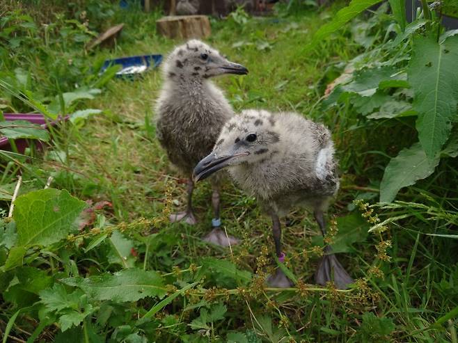 청어갈매기(학명 Larus argentatus) 새끼들은 어렸을 때 먹은 먹이 종류가 생선 선호도에 영향을 미치지 않는 것으로 나타났다. Emma Inzani 제공