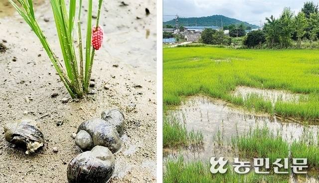 광주광역시 서구의 관행농 논에서도 왕우렁이와 선홍색 알이 발견된 모습(왼쪽). 왕우렁이가 어린모를 갉아 먹어 논 곳곳이 비어 있다.