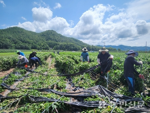 경북 남영양농협과 영양농협 임직원들이 11일 입암면 신사리 고추밭에서 복구 작업을 하고 있다.