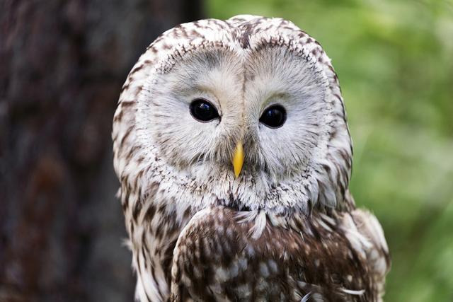 Ural owl. 게티이미지뱅크