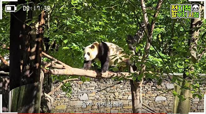 상황 급변의 순간. 갑자기 할아버지 쪽으로 방향을 돌린 푸바오.