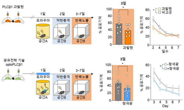 KAIST 연구진이 특정 단백질의 발현을 제어하는 방법으로 기억을 삭제하는 방법을 찾았다.