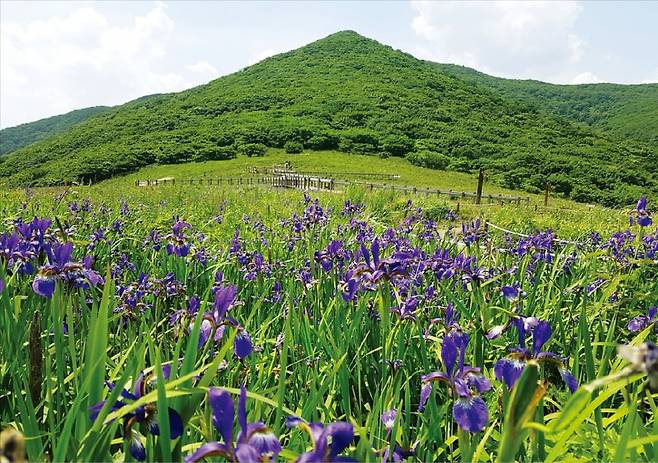 1987년부터 산림유전자원보호구역으로 지정된 이후 연중 입산통제해 보호·관리하고 있는 강원도 인제군에 있는 점봉산 곰배령 전경. 점봉산은 한반도 자생식물의 북방한계선과 남방한계선이 맞닿는 지역이다. 자생종의 약 20%에 해당하는 약 850종의 식물이 자생하고 있는 한반도의 대표적인 원시림을 볼 수 있는 숲이 있다. /산림청 제공