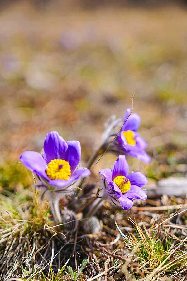 몽골 초원에서 만난 보라색 할미꽃