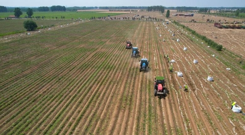 Potato harvest scene