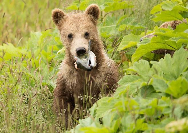 이 새끼곰도 어두일미를 안다. 연어 대가리를 물고 있는 어린 코디악곰./U.S.Fish&Wildlife Alaska