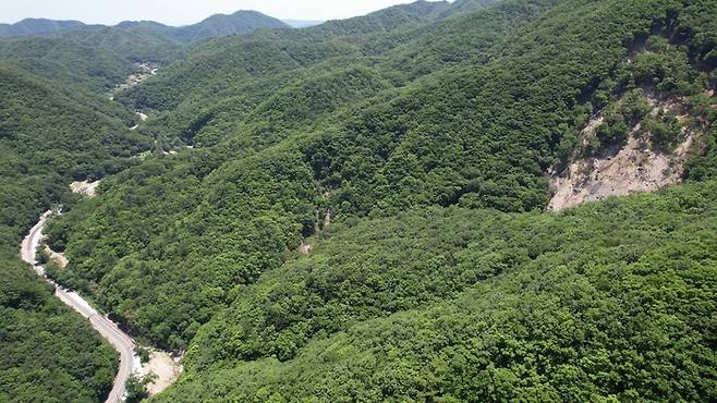 925 지방도로 방향으로 나 있는 황용동 산밀림 현장. 녹색연합 제공