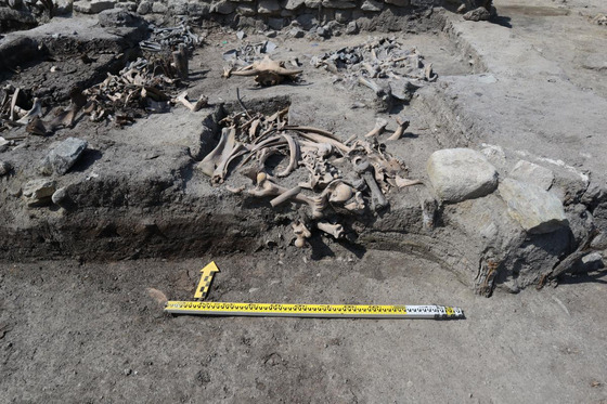 Cattle bones have been excavated at a redevelopment site of Sewoon District no. 4 in central Seoul. [HANUL RESEARCH INSTITUTE OF CULTURAL HERITAGE]