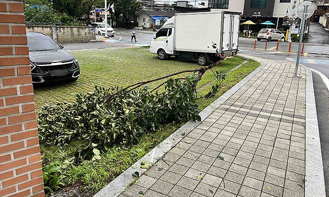 17일 강원 영월군 영월읍 영흥리에서 나무가 부러져 있다. 강원특별자치도소방본부 제공