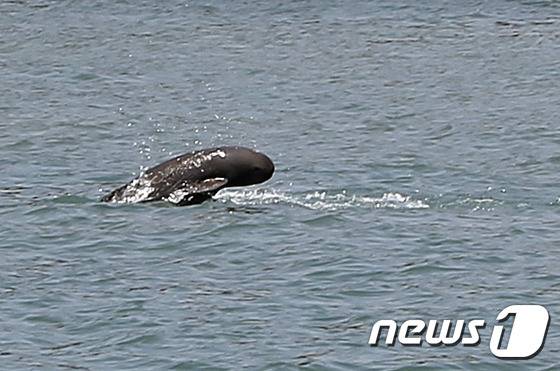 멸종위기종 상괭이(사진은 기사 내용과 무관함) / 뉴스1 ⓒ News1