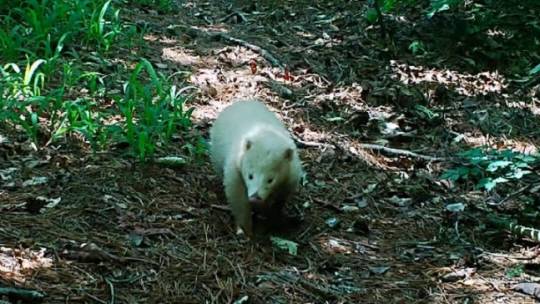 최근 지리산국립공원 전남사무소 야생생물보호단 무인센서카메라에 포착된 희귀한 ‘흰 오소리’. 뉴시스(전남사무소 제공)