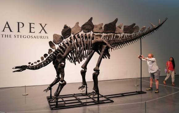 공룡사상 최고가 경매 기록을 세운 ‘에이펙스’(Apex)의 모습. AFP 연합뉴스