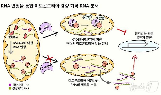 미토콘드리아 RNA 변형을 통한 경량 가닥 RNA의 선택적 조절 기전 모식도. (KAIST 제공)/뉴스1