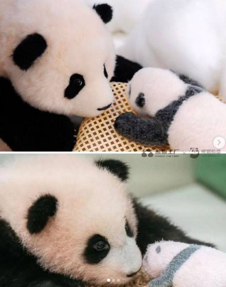 푸바오 인형(위)와 실제 푸바오 사진 비교 [사진=판다팩토리 인스타그램]