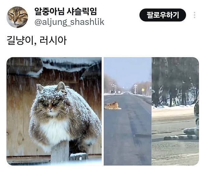 와 노르웨이 길고양이는 노르웨이숲고양이야!.jpg