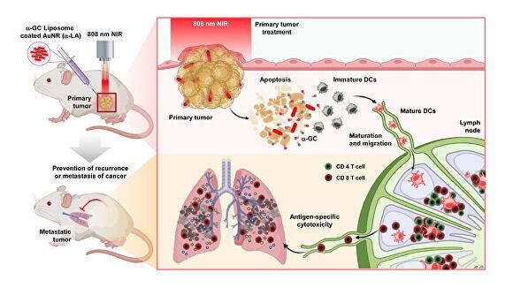 원발성 종양 치료 및 전이성 폐암 예방을 위한 알파-갈락토실세라마이드 함유 금 나노막대(α-LA) 매개 광열치료의 개략적 그림. [사진=울산대학교]