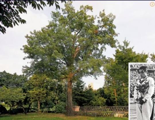 손기정 공원내 '손기정 월계관 기념수'와 손기정이 베를린 올림픽에서 금메달과 월계수를 받는 모습. [나무위키 사진 캡처]